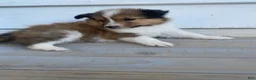Shetland Sheepdog dogs for sale: Leif  - Ad 12