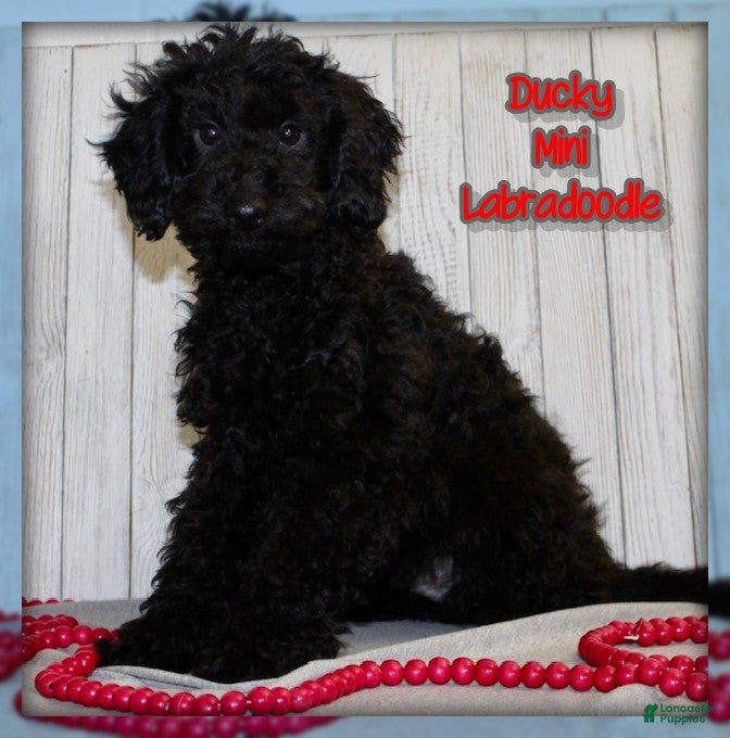 Miniature Labradoodle dogs Ducky - Ad 6