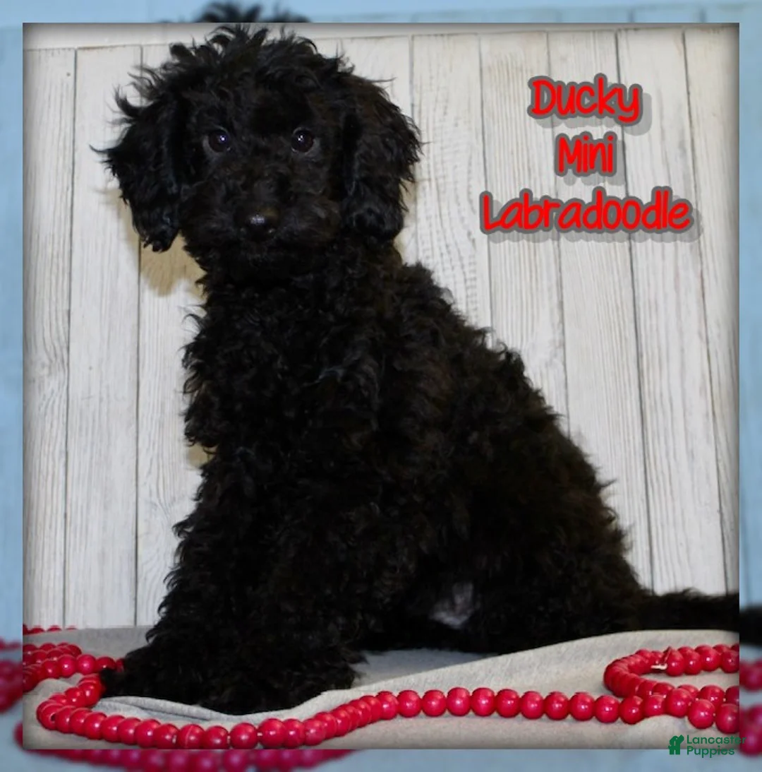 Miniature Labradoodle dogs for sale: Ducky - Ad 1