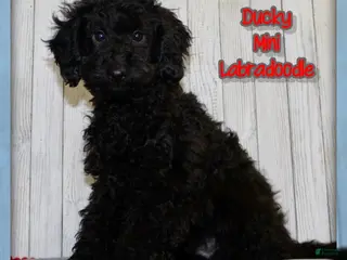Miniature Labradoodle dogs Ducky - Ad 6