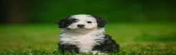 Mini Bernedoodle dogs for sale: Mia - F1B - Ad 3