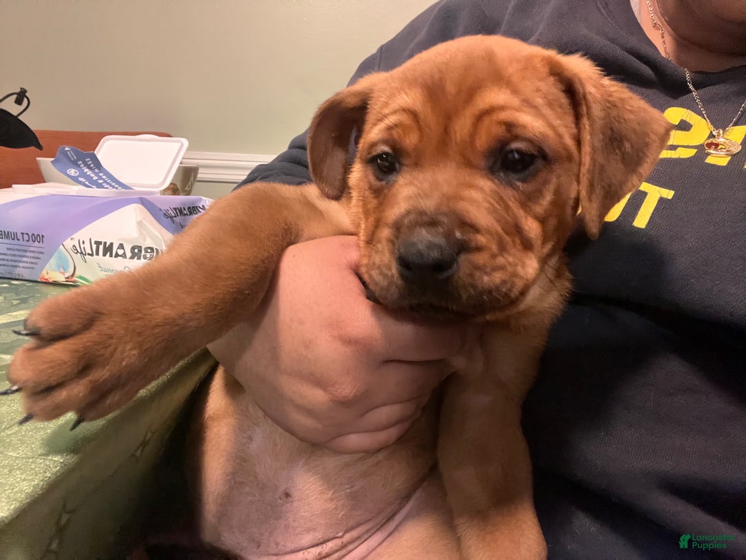 American Staffordshire Terrier dogs for sale: American Staffordshire Terrier Puppy  - Ad 1