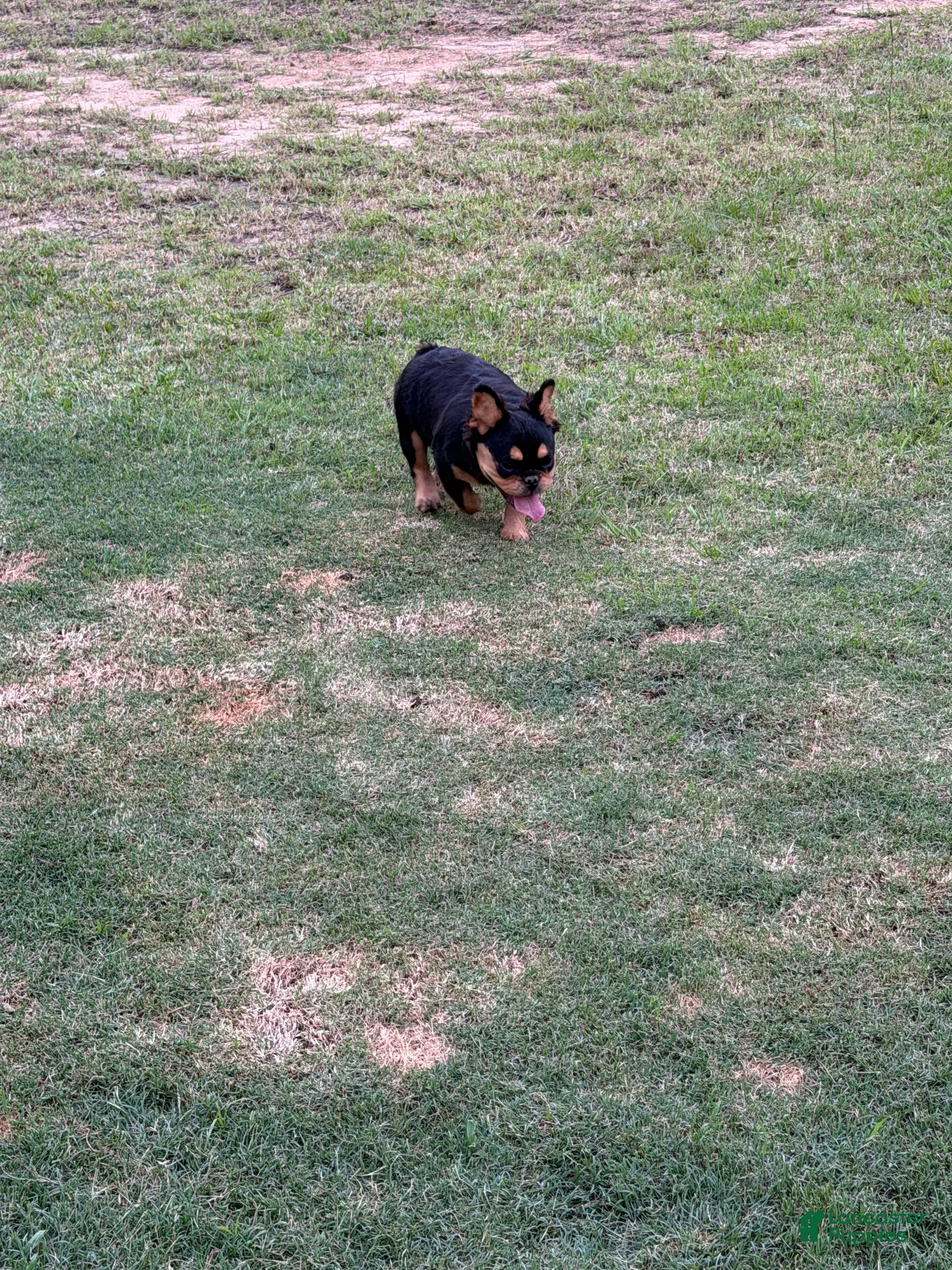 French Bulldog dogs French Bulldog Puppy 2 - Ad 2