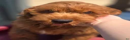 Cockapoo dogs for sale: Milan - Ad 11