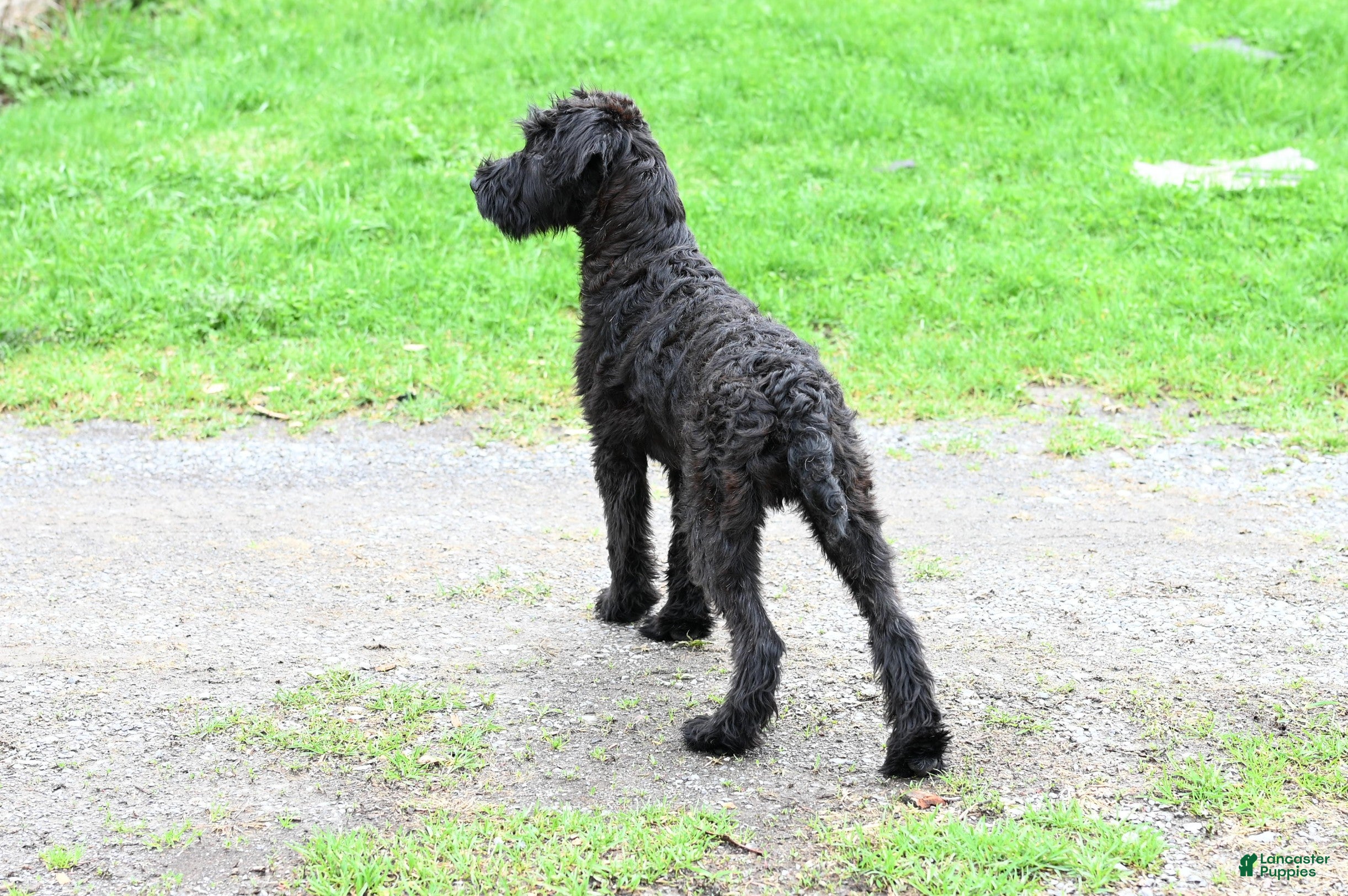 Mixed Breed dogs Geyser - Ad 2