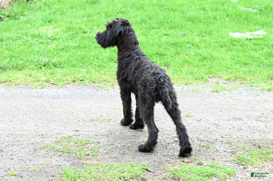 Mixed Breed dogs for sale: Geyser - Ad 2