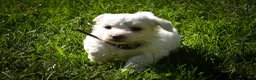 Maltese dogs for sale: Darling🩷 - Ad 13