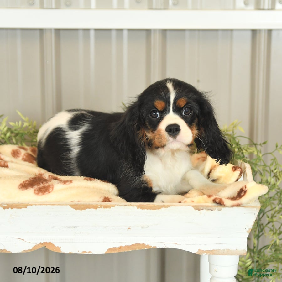 Cavalier King Charles Spaniel dogs Kami - Ad 2