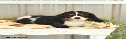 Cavalier King Charles Spaniel dogs for sale: Kami - Ad 2
