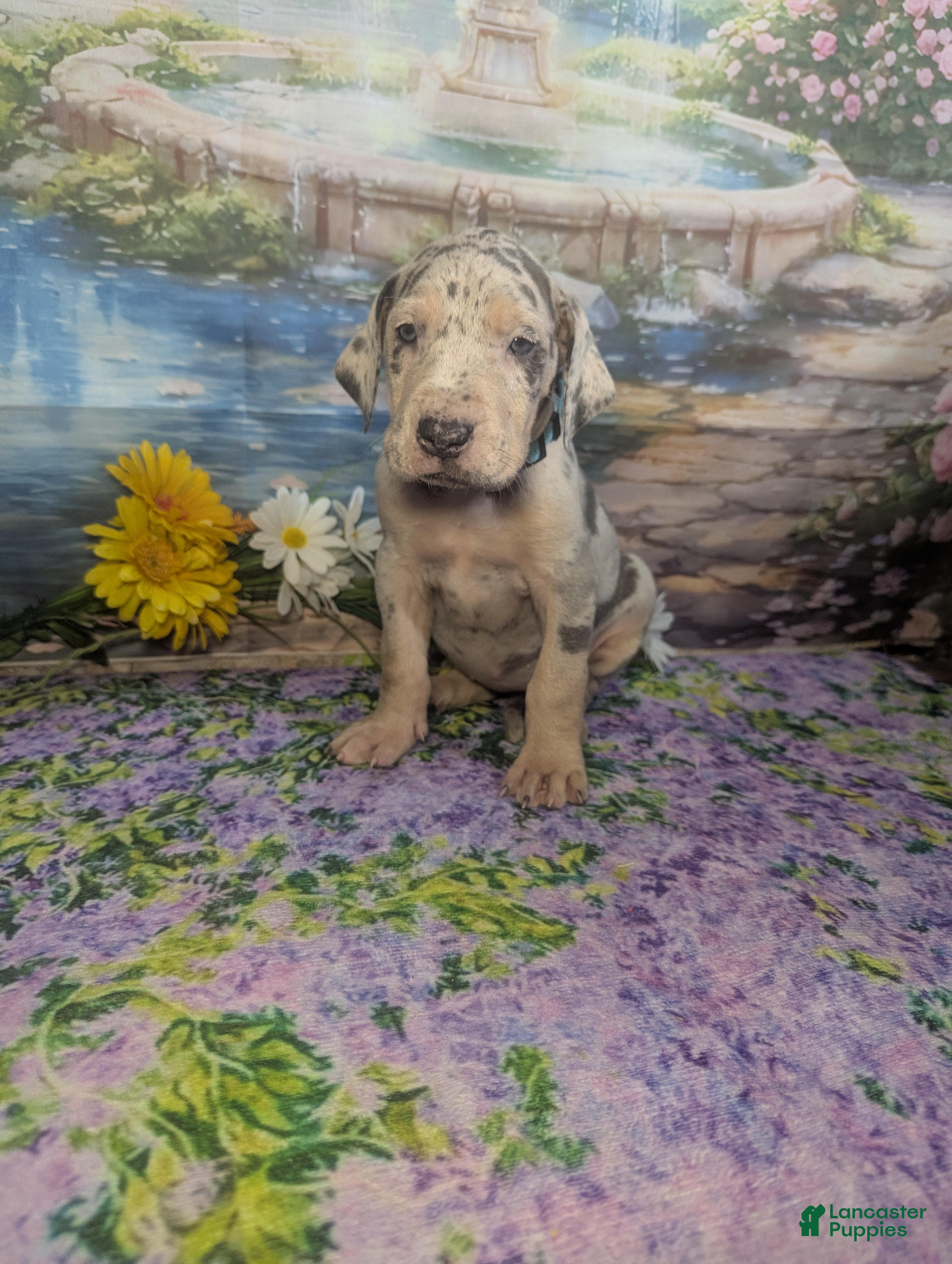 Great Dane dogs Jasmine Blue Merle Tan Point Female  - Ad 2