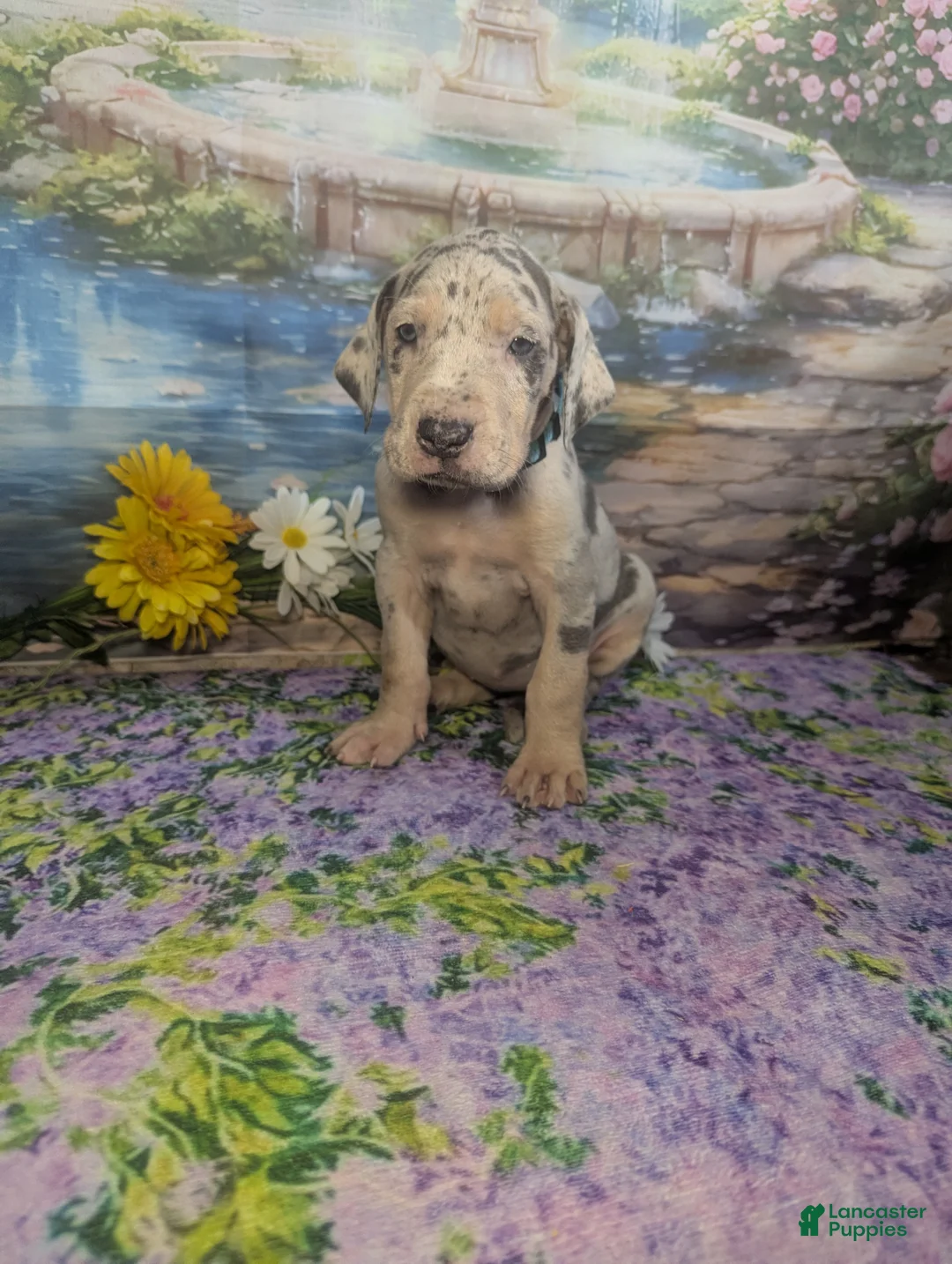 Great Dane dogs for sale: Jasmine Blue Merle Tan Point Female  - Ad 2