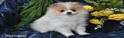Pomeranian dogs for sale: Carson - Ad 1
