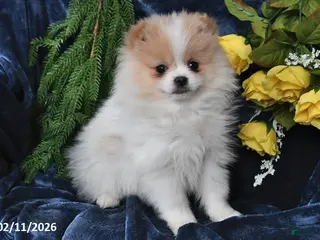 Pomeranian dogs Carson - Ad 39