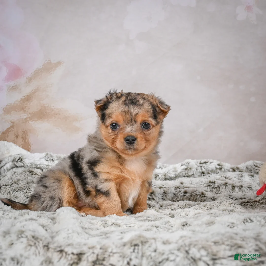 Chihuahua dogs for sale: Hazel - Ad 8