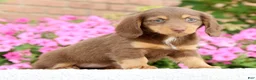 Miniature Dachshund dogs for sale: Dawna - Ad 8