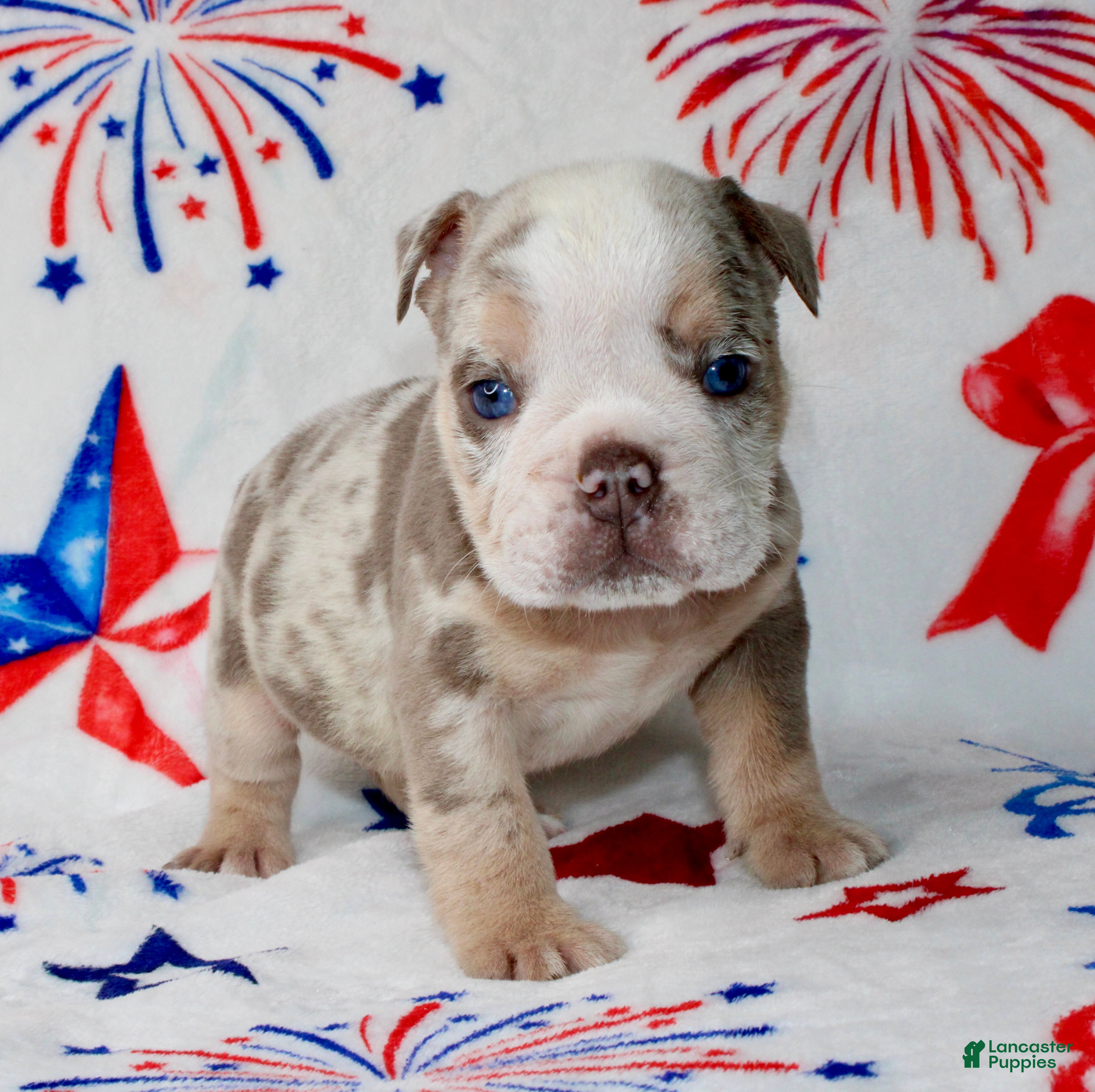 English Bulldog dogs for sale: Woody - Ad 1