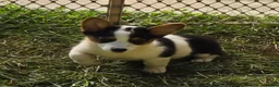 Welsh Corgi Pembroke dogs for sale: Oreo girl  - Ad 15