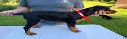 Gordon Setter dogs for sale: Orange Boy - Ad 1
