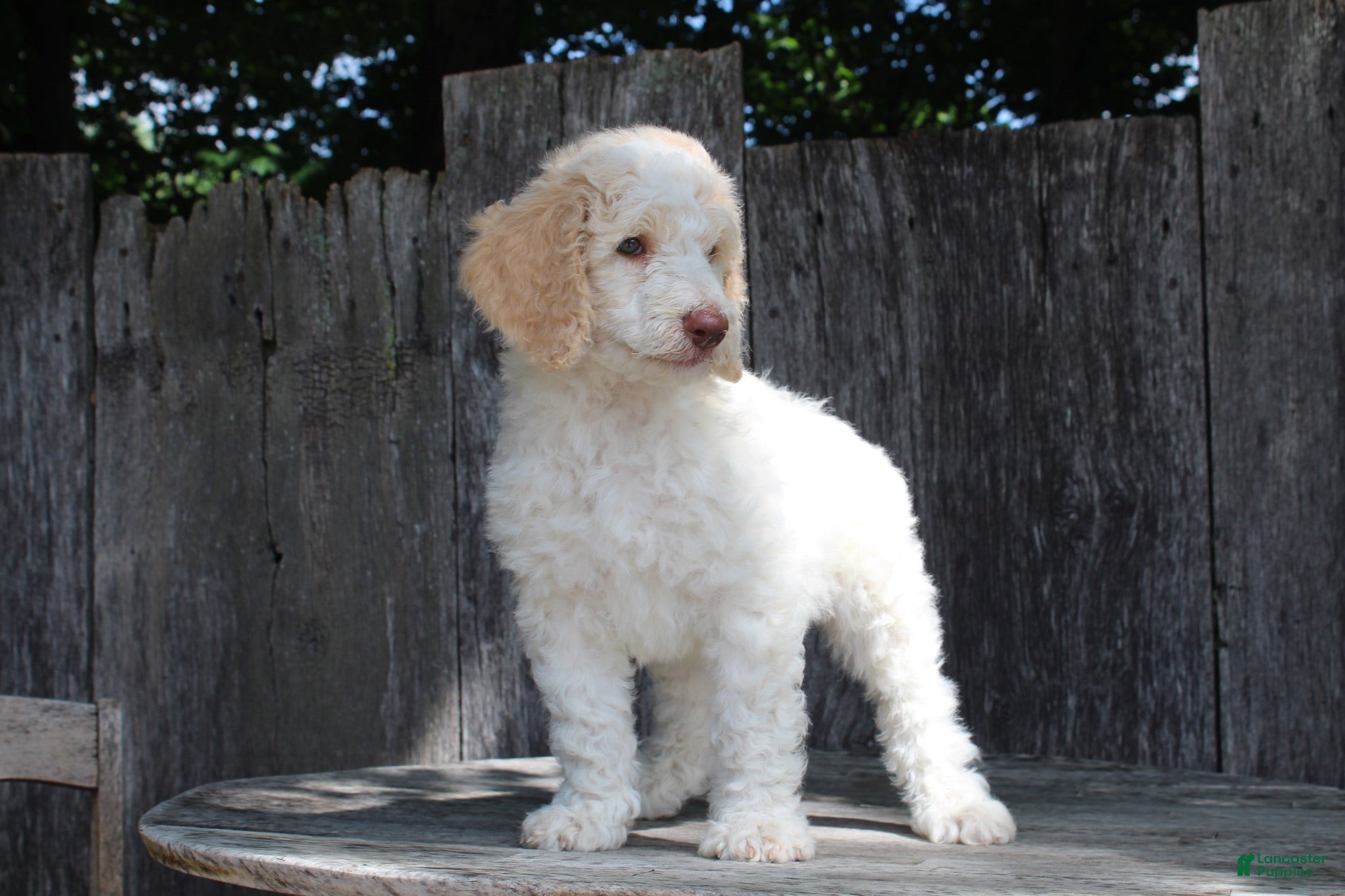 Standard Poodle dogs Pebble AKC Standard Poodle - Ad 1