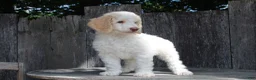 Standard Poodle dogs for sale: Pebble AKC Standard Poodle - Ad 1