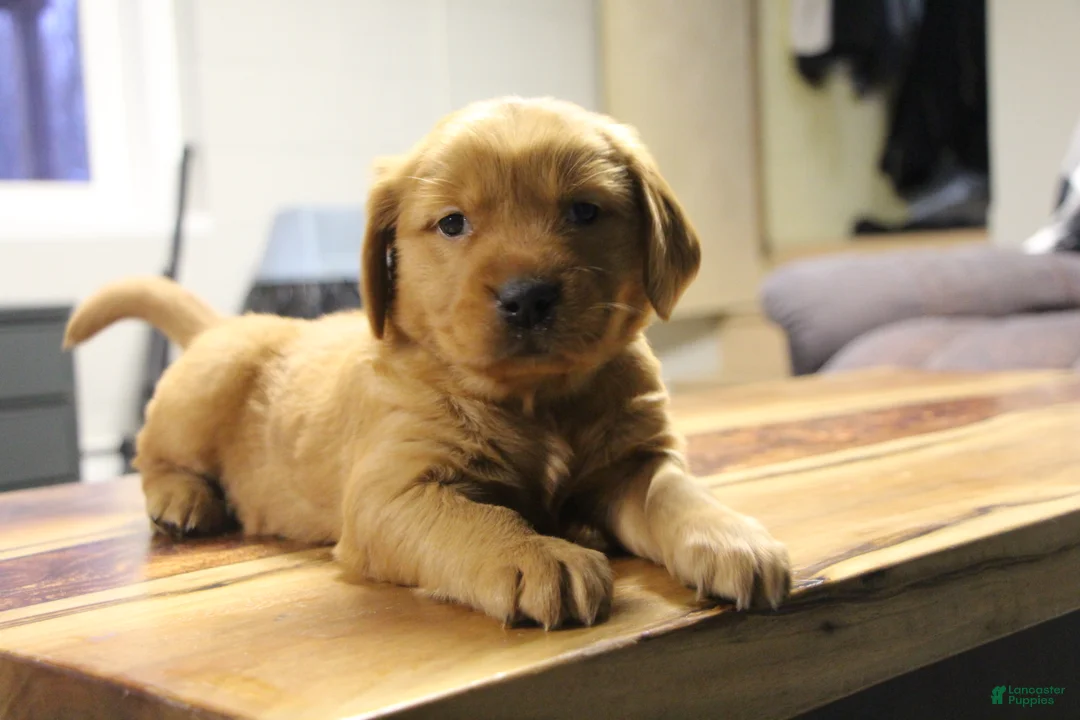 Golden Retriever dogs for sale: Ryder - Ad 3