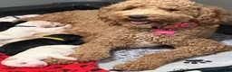 Mixed Breed dogs for sale: Max Golden Italiano Spinoni doodle-double doodle - Ad 2