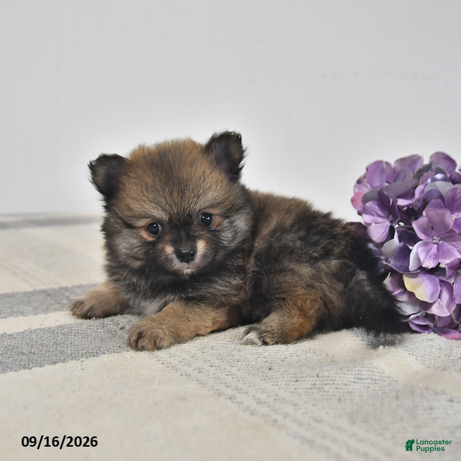 Pomeranian dogs Bear - Ad 2