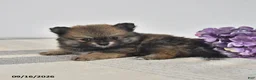 Pomeranian dogs for sale: Bear - Ad 2
