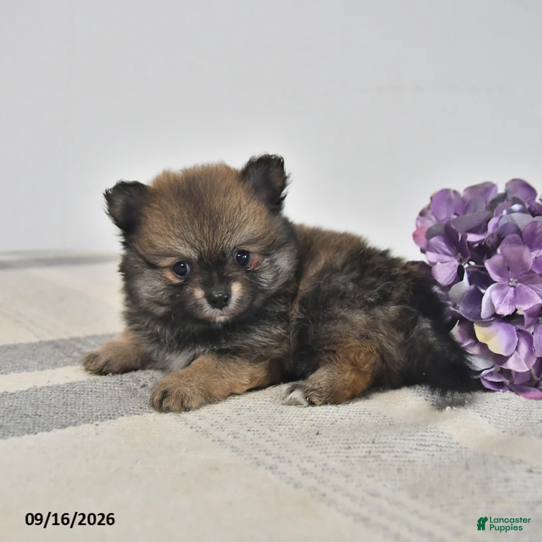 Pomeranian dogs for sale: Bear - Ad 2