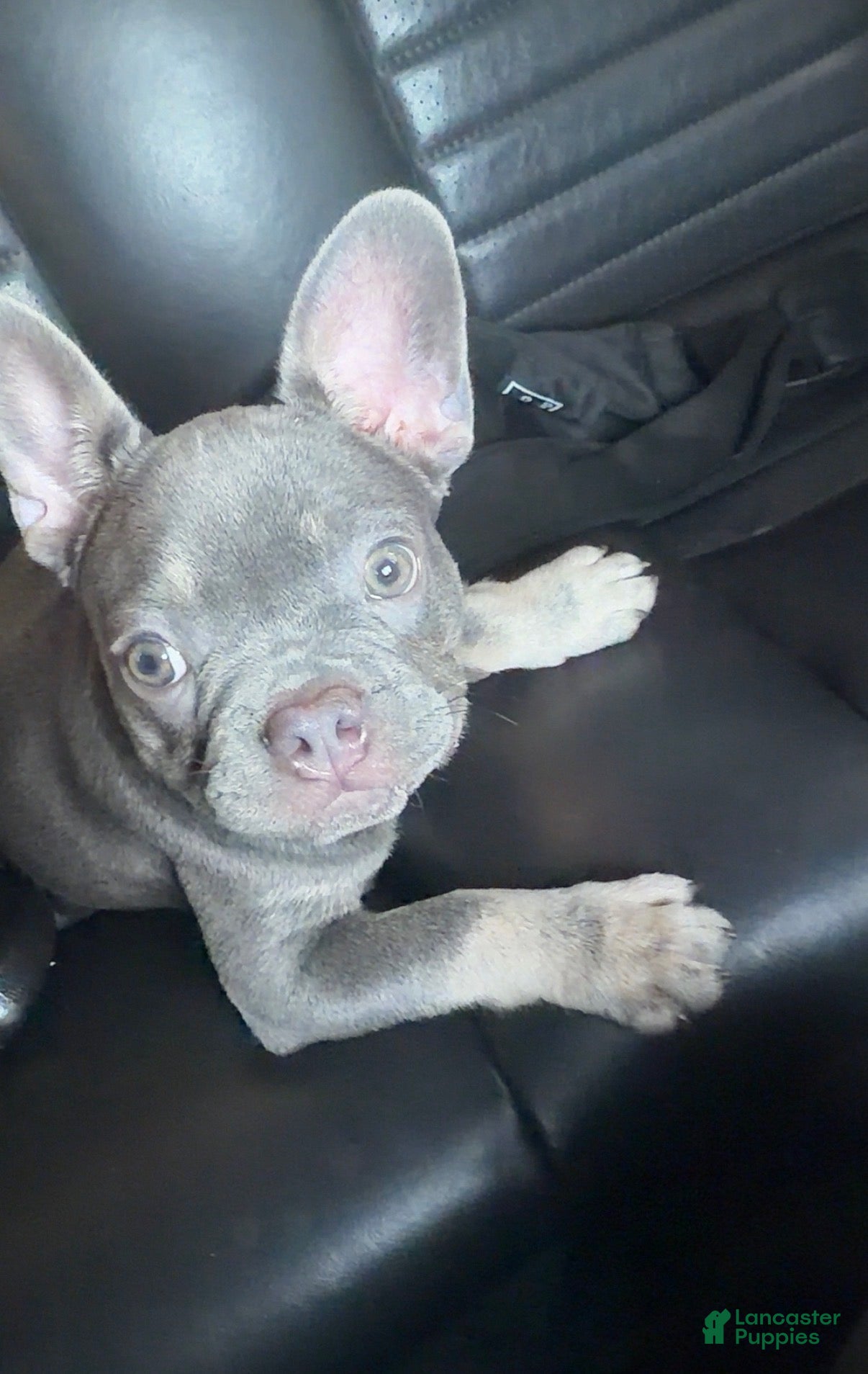 French Bulldog dogs French Bulldog 2 - Ad 32
