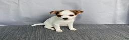 Chihuahua dogs for sale: Willow - Ad 8