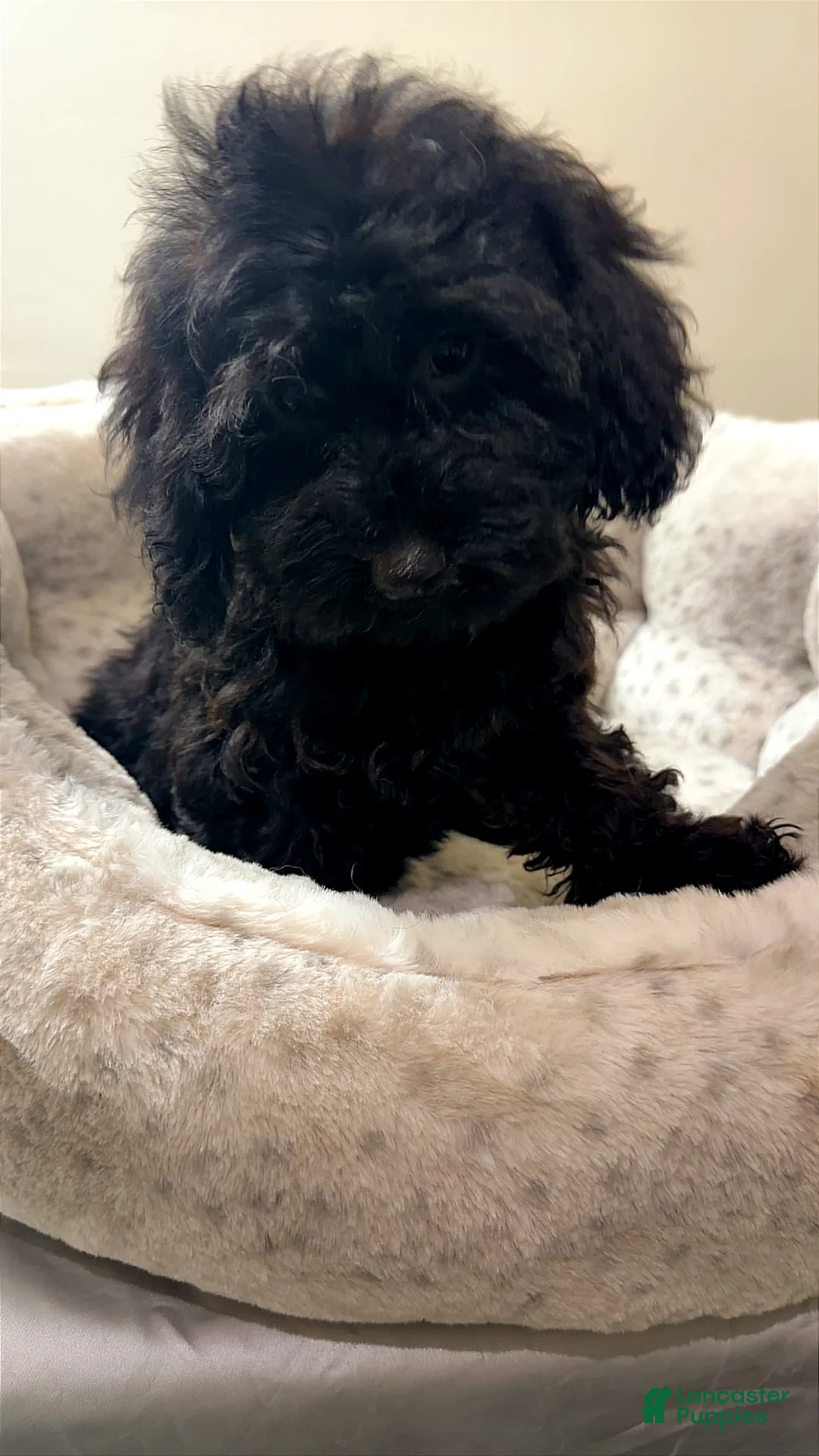 Yorkiepoo dogs for sale: Bambi  - Ad 2