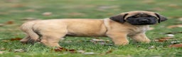 English Mastiff dogs for sale: Rusty - Ad 1