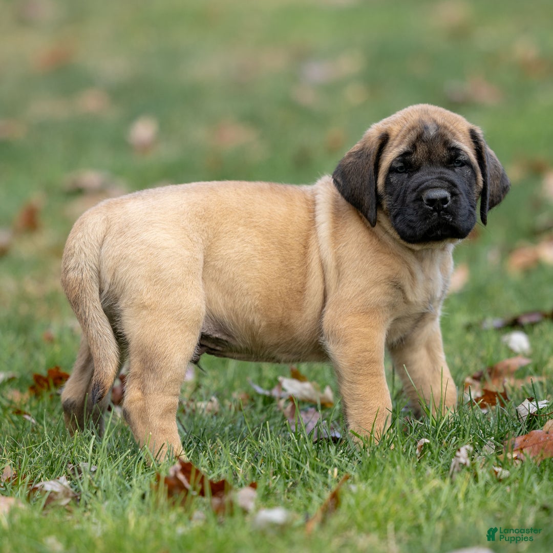 English Mastiff dogs for sale: Rusty - Ad 1