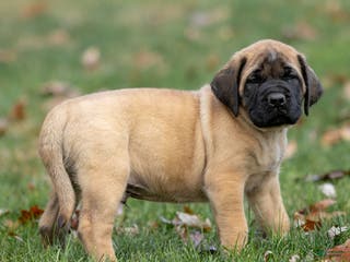 English Mastiff dogs Rusty - Ad 6