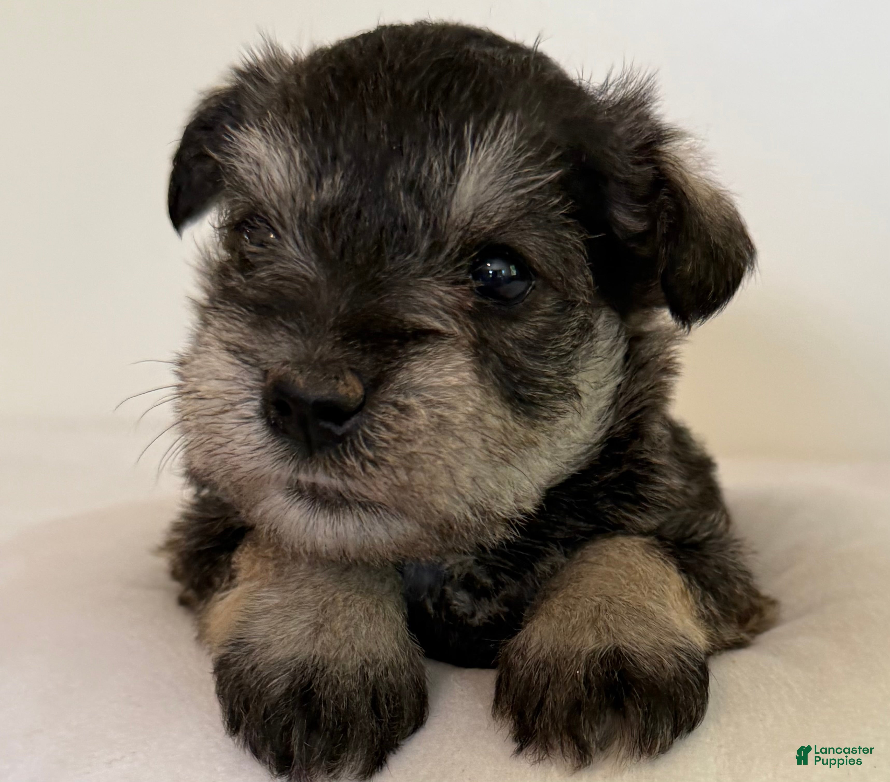 Miniature Schnauzer dogs Sophie Miniature Schnauzer  - Ad 1