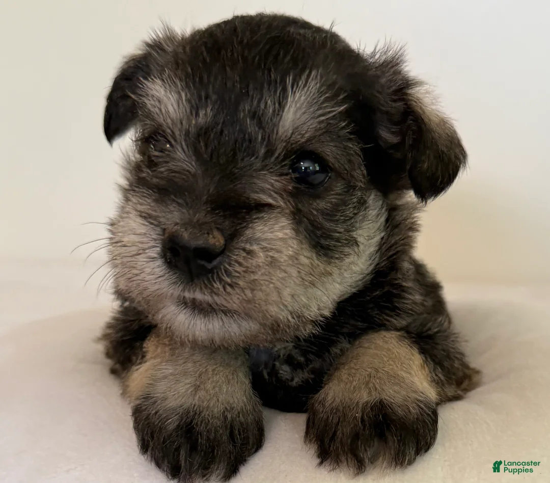 Miniature Schnauzer dogs for sale: Sophie Miniature Schnauzer  - Ad 1