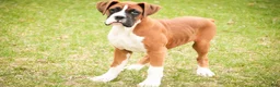 Boxer dogs for sale: Cappuccino - Ad 7