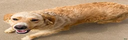 Goberian dogs for sale: Kiwi - Ad 3