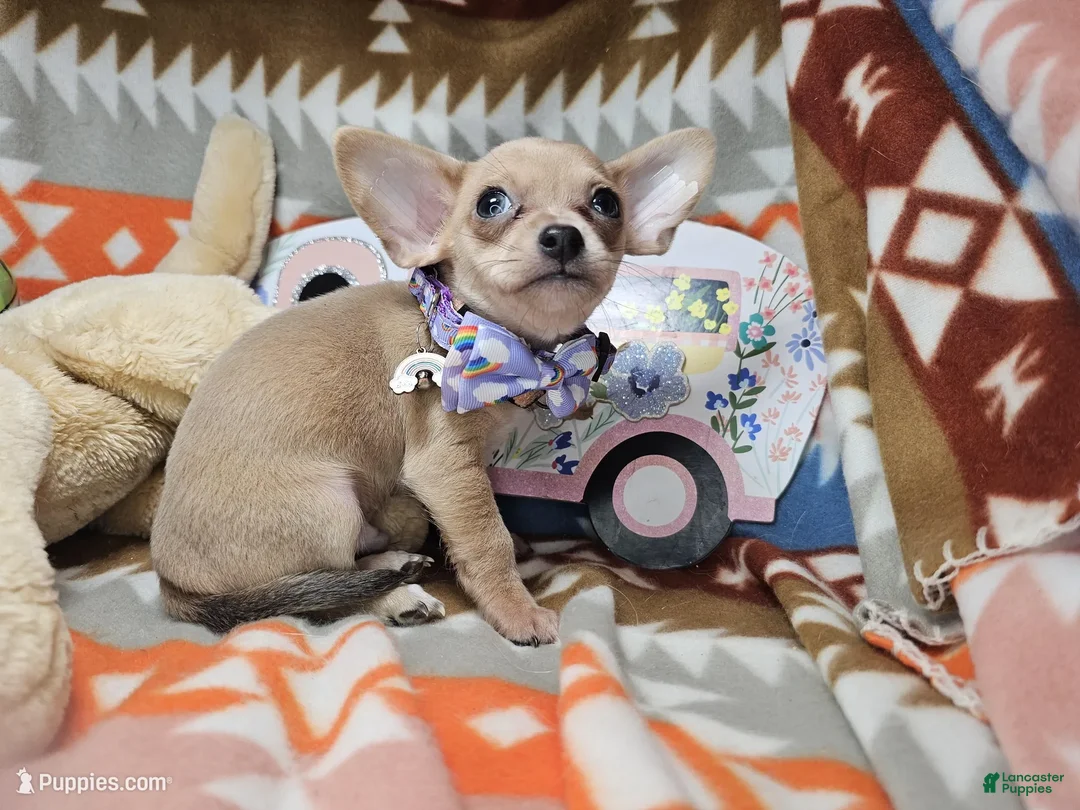Chihuahua dogs for sale: Morck (Mini) - Ad 4