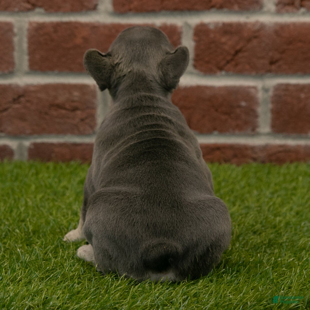 French Bulldog dogs for sale: Bella - Ad 6
