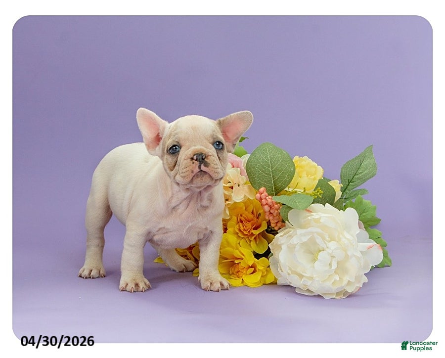 French Bulldog dogs Lola - Ad 2