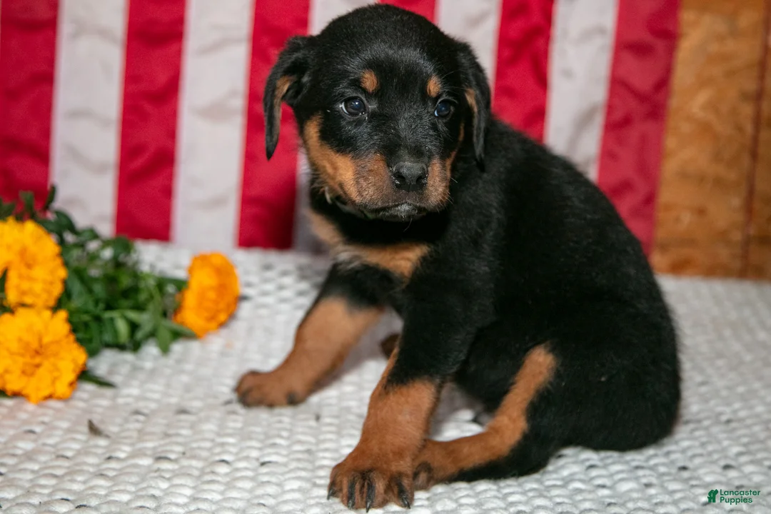 Rottweiler dogs for sale: Tater - Ad 3