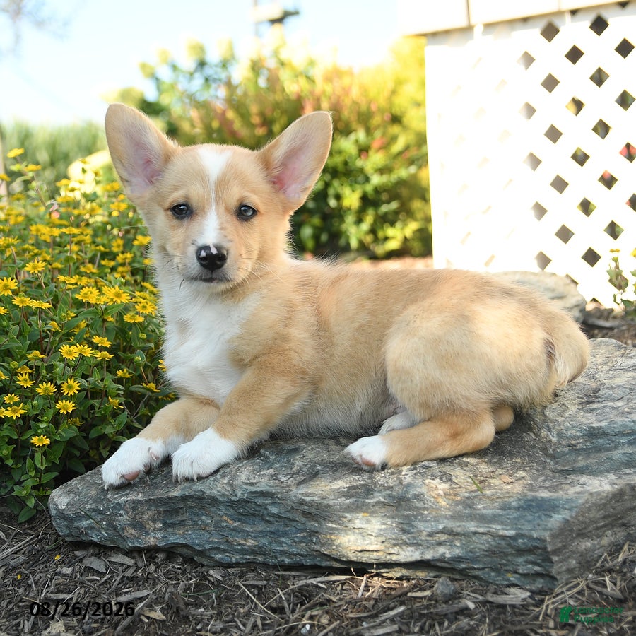 Welsh Corgi Pembroke dogs Sebastian - Ad 1