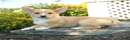 Welsh Corgi Pembroke dogs for sale: Sebastian - Ad 1