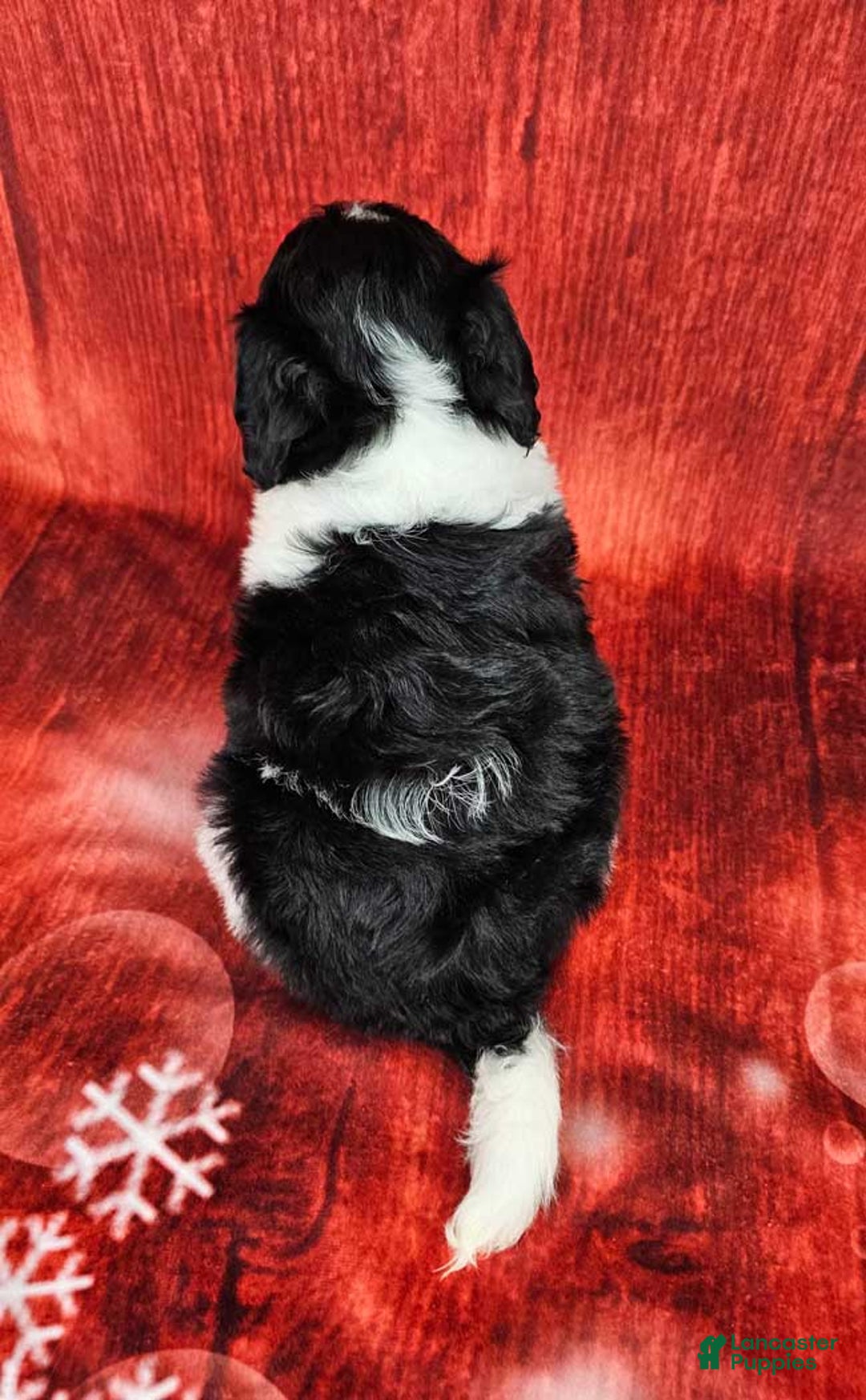Mini Sheepadoodle dogs for sale: Winterfell - Ad 4