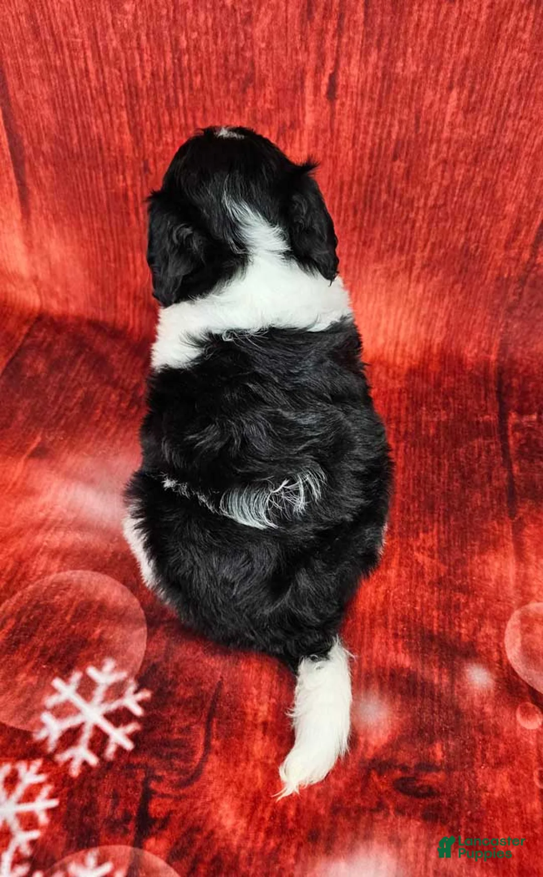 Mini Sheepadoodle dogs for sale: Winterfell - Ad 4