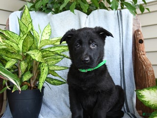 German Shepherd dogs Noah - Ad 30