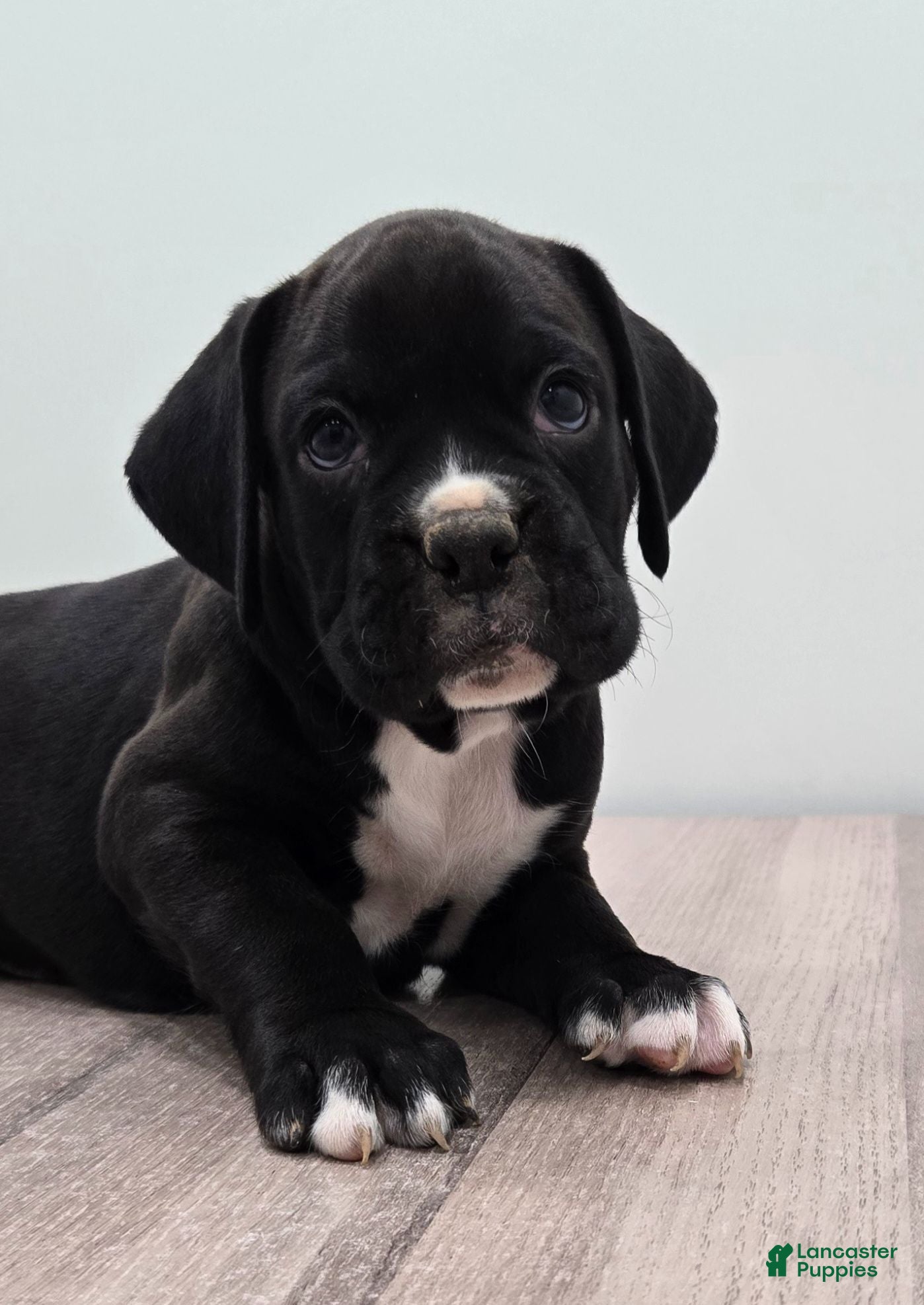 Boxer dogs Pepper - Ad 2