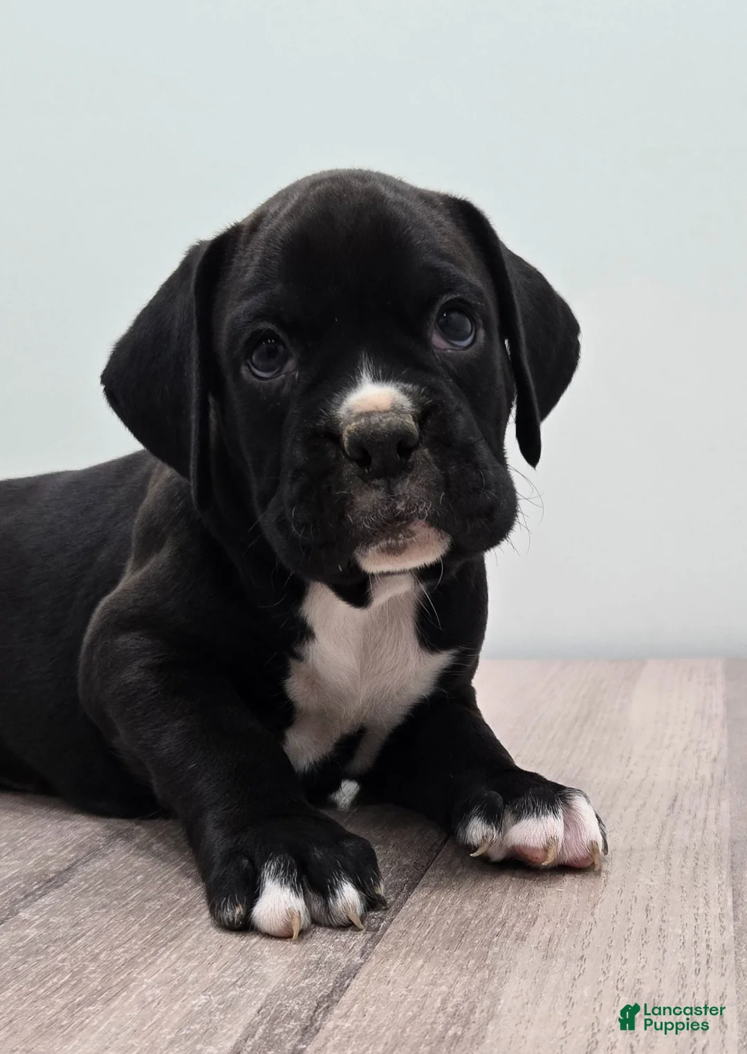 Boxer dogs for sale: Pepper - Ad 2